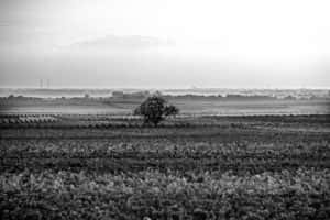 weingut_weinhaus_heuser