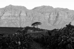 weingut_weinhaus_heuser