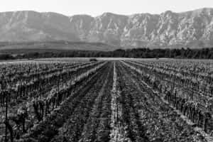 Weingut_weinhaus_heuser_frankreich