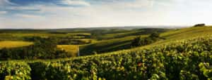 vignoble_lesriceys_debeauchene_frankreich_weingut_weinhaus_heuser